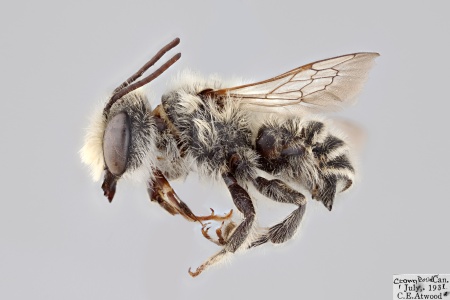 [Megachile coquilletti male (lateral/side view) thumbnail]